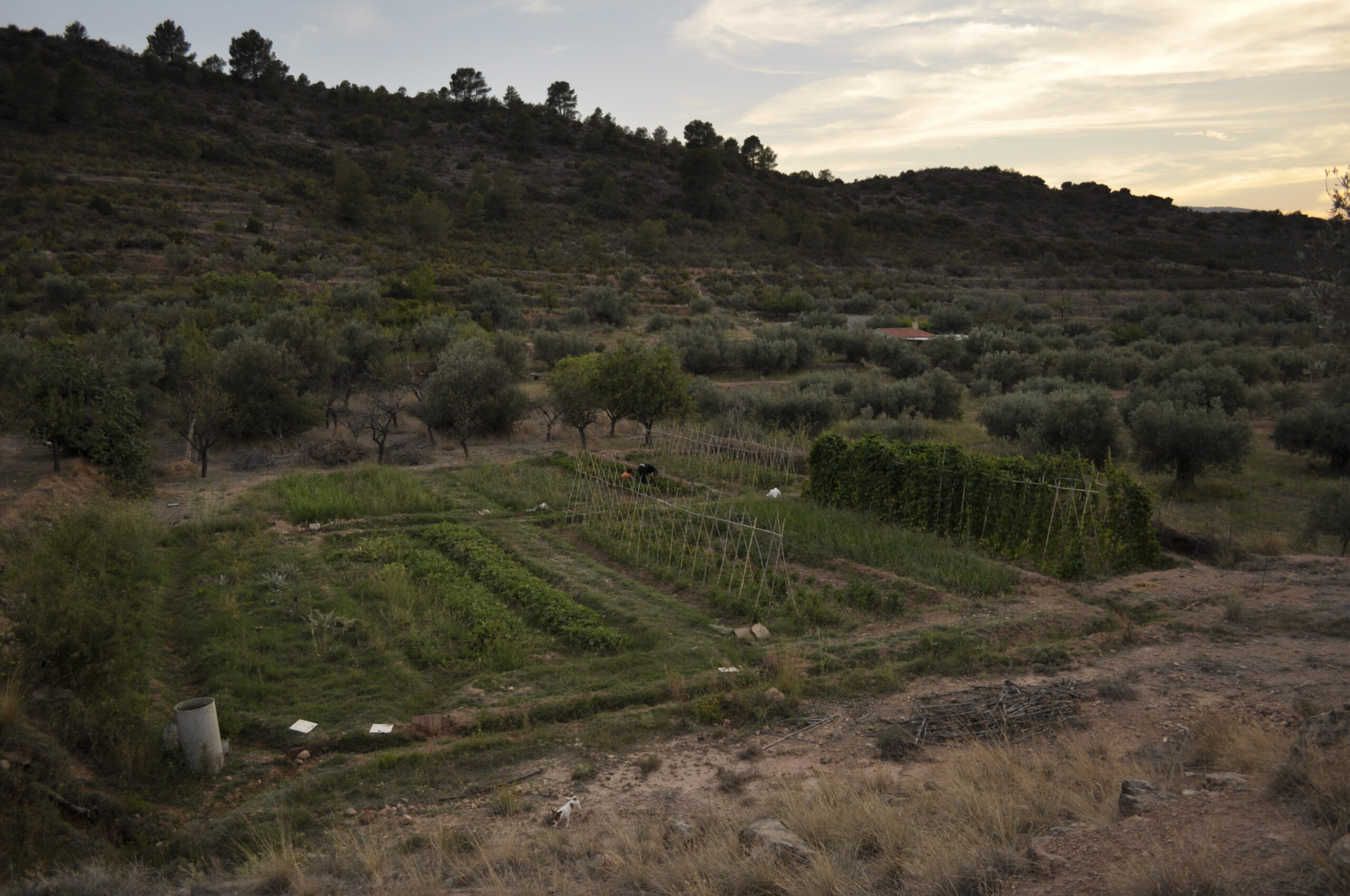 Entrevista a Raquel Luján Soto: La agricultura-ganadería y la pandemia del COVID-19